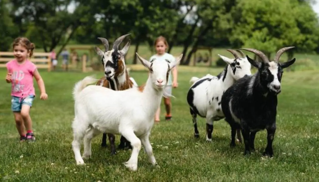Deux jeunes enfants courant et jouant sur une pelouse avec quatre chèvres de différentes couleurs.