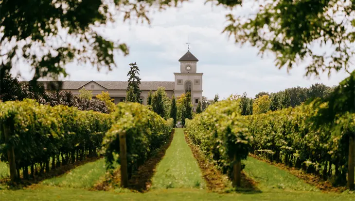 Four rows of grape vines lead towards a stately building at Two Sisters Vineyard in Niagara-on-the-Lake.