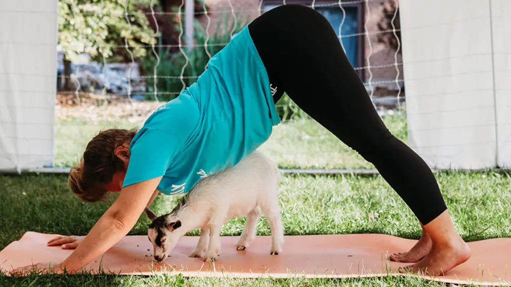 A woman is positioned in the downward dog yoga pose with a goat curiously sniffing the yoga mat beneath her.