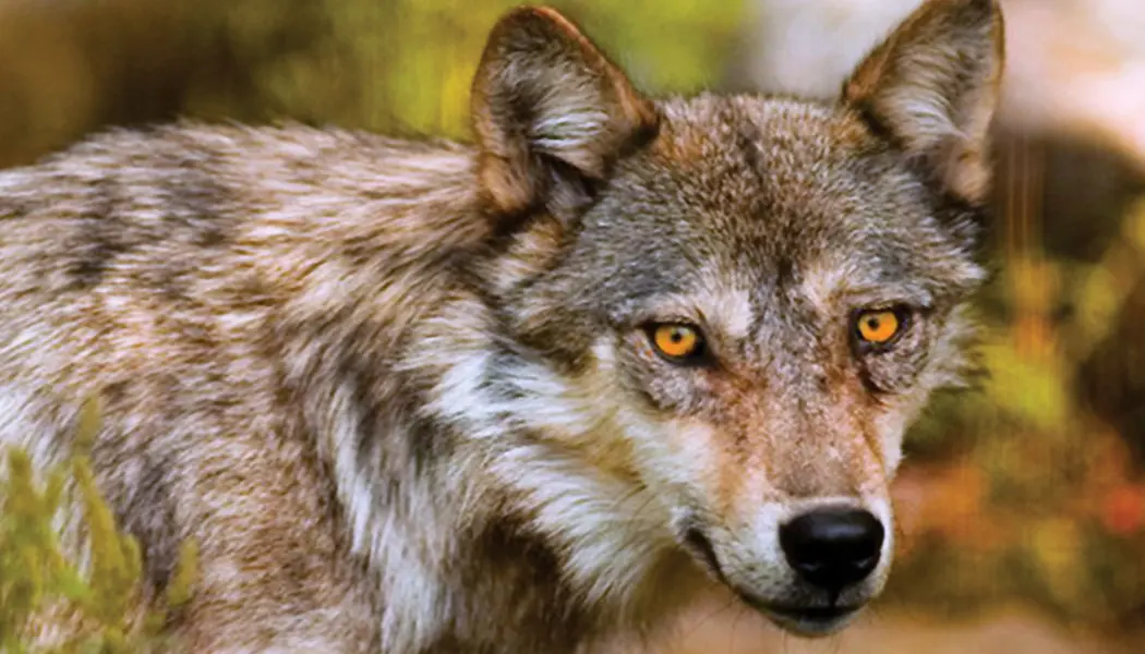 La mirada penetrante de un lobo gris con profundos ojos de color naranja en el Centro de Lobos del Bosque Haliburton.